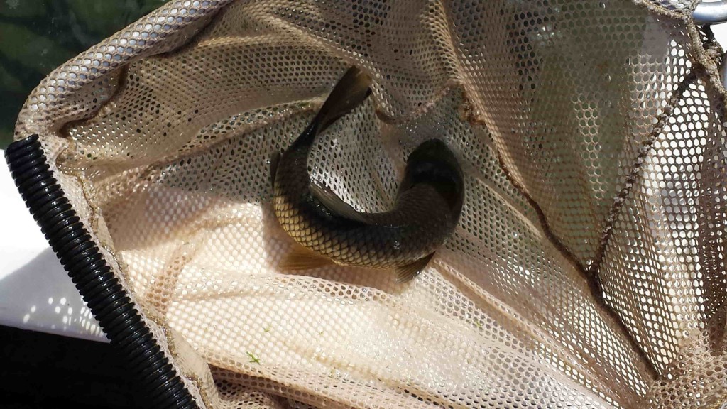 Carp-min Fish in net