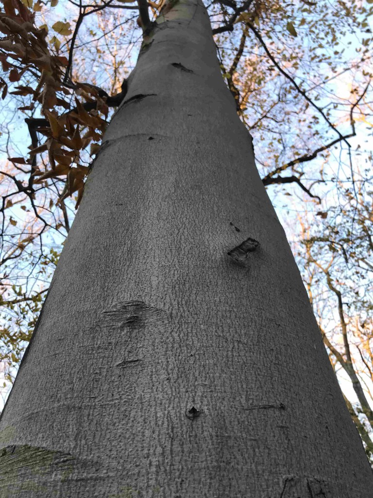 Beech Tree