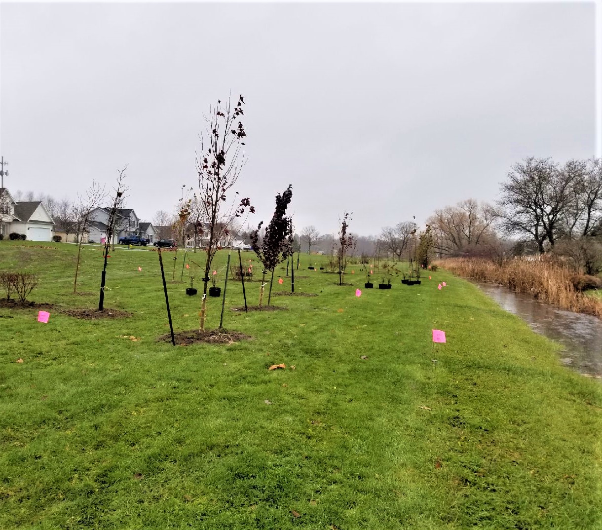 chili plantings