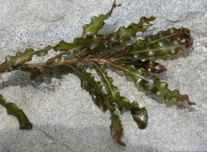 curly_leaf_pondweed curly_leaf_pondweed