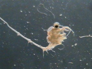 spinywaterflea spinywaterflea